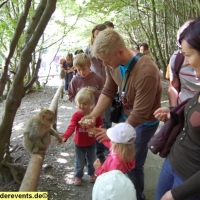 reise-ausflug-familietipps-affenberg-in-salem-bodensee-18