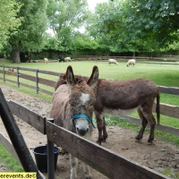 jugendfarm-pfingstweide-kinder-abenteuer-spielplatz-ludwigshafen-19