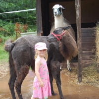 lama-wanderung-in-der-pfalz-10-jpg