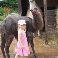 lama-wanderung-in-der-pfalz-11-jpg