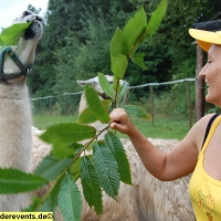 lama-wanderung-in-der-pfalz-21-jpg