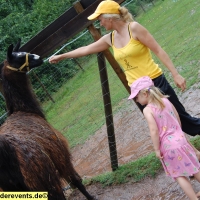 lama-wanderung-in-der-pfalz-5-jpg