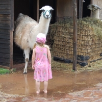 lama-wanderung-in-der-pfalz-6-jpg