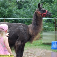 lama-wanderung-in-der-pfalz-8-jpg