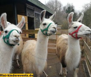 Lama-Wanderung-Pfalz-buchen-2