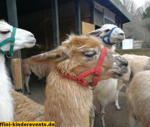 Pfalz-Lamas-Annweiler-14