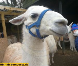 Pfalz-Lamas-Annweiler-2