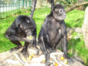 Affe - Landauer Zoo