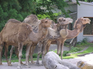 Zoo Landau - Sommer Kinderfest